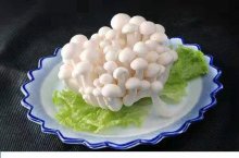 白玉菇海鲜菇对比