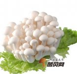 白玉菇和豆腐能同吃吗