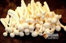 白玉菇的功效与作用以及它的禁忌有哪些？