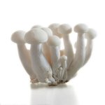 白玉菇的热量是多少，白玉菇生长环境条件