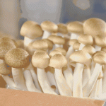 “平菇之王”海鲜菇一般多少钱一斤