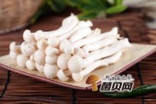 海鲜菇的介绍是多少？在哪里能买到质量好的海鲜菇？