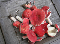 血红菇营养价值分析