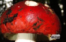 红菇有毒吗？