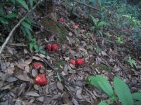 红菇营养分析和红菇的图片