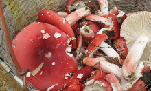 真红菇和假红菇怎么区别？有哪些要点？