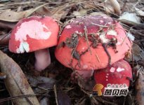 红菇的生长环境与种植技术要求