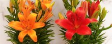 百合花的花语是什么呢？象征什么呢？
