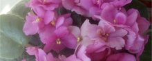 紫罗兰的花语是什么呢？