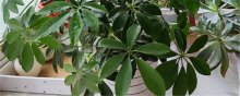 招财树如何剪枝更茂盛呢？什么季节修剪呢？