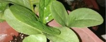 紫角叶的养殖方法是什么呢？