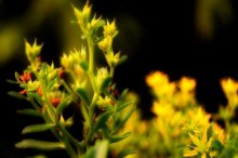 垂盆草与佛甲草的区别是什么呢？