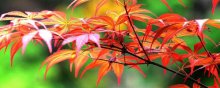 红枫树的种植方法是什么呢？