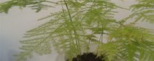 文竹的生长季节是几月份呢？