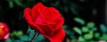 月季花黄叶的原因是什么呢？解决方法呢？