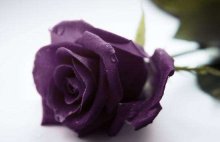 紫色玫瑰的代表意义是什么呢？