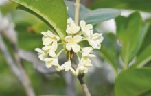 夏季植物压条正好，桂花为例简单四招学会盆栽植物压条方式