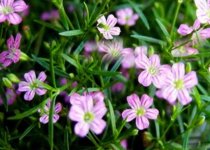 圆锥石头鲜花花束需要加水养护嘛？水养且事先加点防腐剂能持续观赏一月