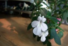 海豚花如何养？且看海豚花的养殖方法与注意事项，环境需通风