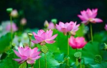 养植水芙蓉的方式是什么？如何进行土壤配制和水体？