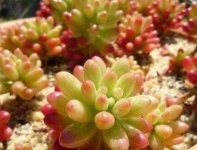 千代田之松的病虫害防治方法：通风条件好、光照充足便可预防（3病3虫）！