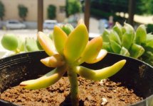 想要养植铭月多肉老桩有什么禁忌？要如何养护/需注意宽土充足阳光/修剪技巧