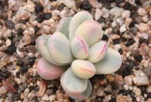 乒乓福娘如何养可出锦，多松土、避强光照、少浇水，喷药也能出锦！