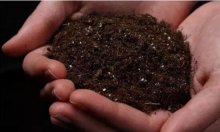 养植植物三棱箭烂根如何处理，有效肥水/拆换土壤层/剪去烂根再次插枝
