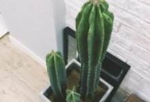 三棱箭长虫该如何，三棱箭如何防治害虫/病害怎么用药