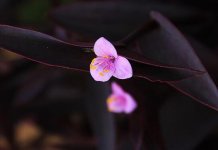 紫鸭趾草如何养，紫鸭趾草的养植方式和常见问题/温度控制