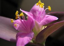 紫鸭趾草如何栽种才能更好看，每季度浇灌上肥/立即剪修和防止病害