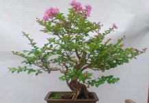 百日红有什么作用和价值，花型鲜丽观赏价值强/药用价值可清热去火