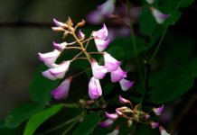 花卉植物中花木蓝如何养护？需注意哪些问题和因素？