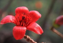 如何养植红棉花树，常见的种植方式和打理方法有什么，需怎么做？