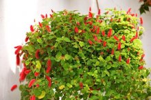 家养植物猫尾红一直不见花开到底是怎么了？市场价格是多少？
