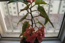 养植四季秋海棠之时常见的昆虫病害等都有哪些？如何防治？