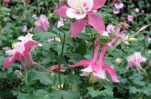 耧斗菜到了生长旺季需要梳理，耧斗菜有无毒性食用有无禁忌