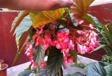 竹节海棠既可以美化环境又可以修身养性，还有哪些效用和价值？