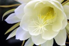 韦陀花开花一现及其美丽，主要的繁育方式有什么？