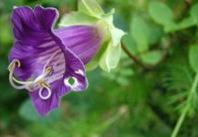 电灯花如何种植养护，电灯花养植方式都有什么？