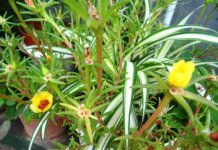  植物半支莲生虫后怎么处理，还有哪些常见的病虫害可以提前预防？
