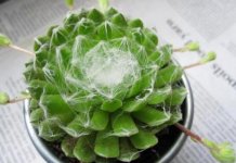  养植蛛丝卷绢的方法是什么，对温度和水肥的有什么要求？