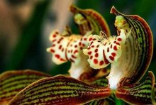 养植的虎头兰到了花期不开花怎么办？什么原因，要怎么办才好？
