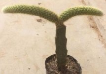 猴尾柱有必要嫁接才能养植吗？怎样嫁接能够更好存活？