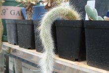 养植猴尾柱最怕长得慢，只要注意花土的配比、水肥以及适当的