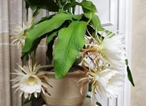 韦陀花花枝出现了干弱病枝要怎么修剪，还有其他哪些情况可以修剪掉花枝？