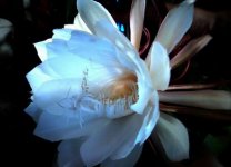 天气转暖韦陀花中出现细小的虫子要怎么办？其他还有什么病害要怎么防治？