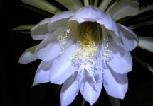 养护韦陀花的土壤要怎么配比？其他还有什么条件主要注意？