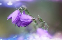 电灯花主要的繁殖方法是什么？需要注意什么问题？