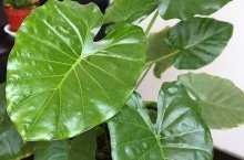 观赏植物滴水莲是否有毒性，一般中毒之时要怎么紧急处理？